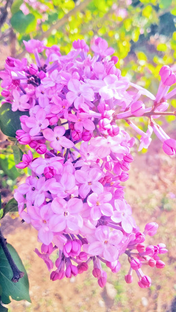 spring flowers under Coronavirus Peach blossoms, lilac blossoms, begonia