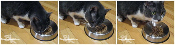 Does Your Cat Have Whisker Fatigue? #sponsored