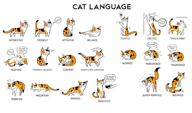Cats Language This is How To Understand Your Cat Body 