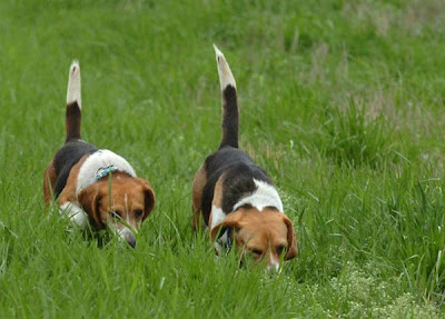 America’s Top 10 Dogs photos