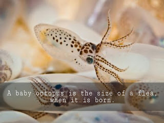 Baby Octopus Facts - The Fact Hub