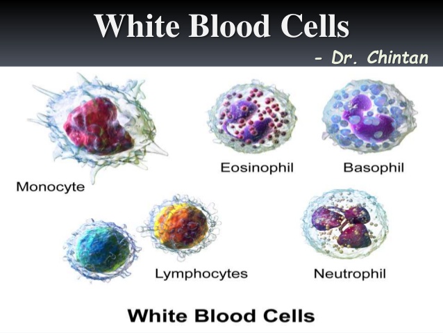 Physiology,  Chap3, WBC