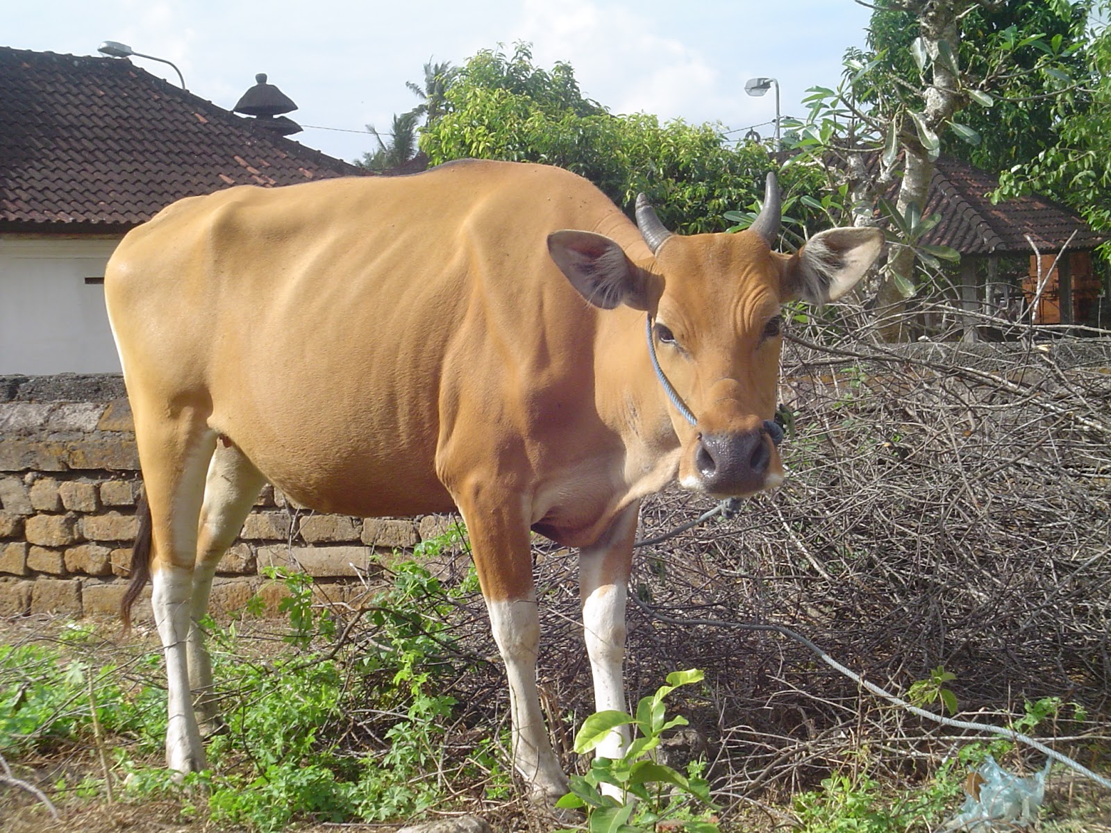 Himpunan Gambar Hewan Sapi Hitam Putih Hitamputih44