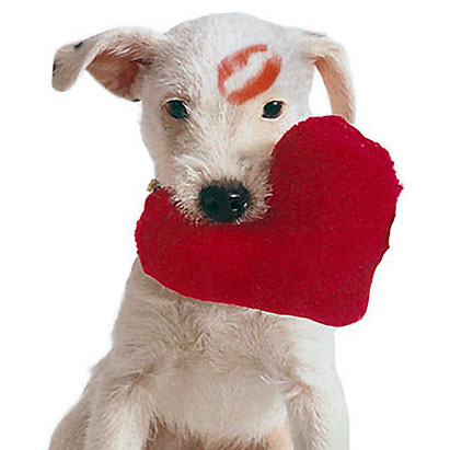 Love Heart Valentines Day. Puppy holding heart expresses