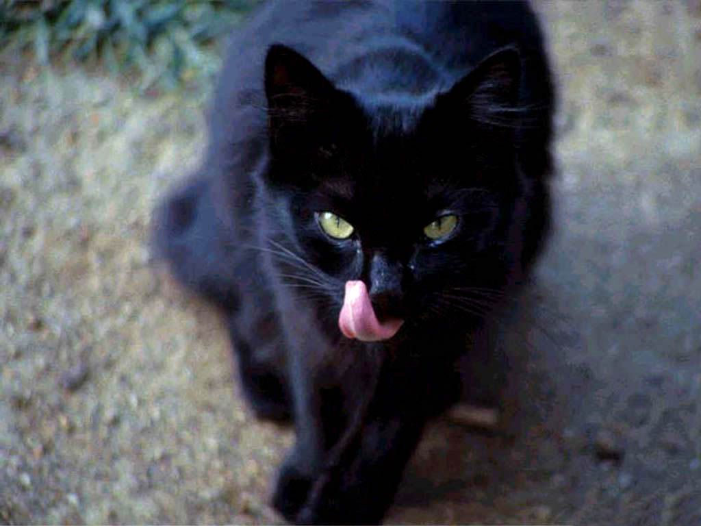 BlackCat