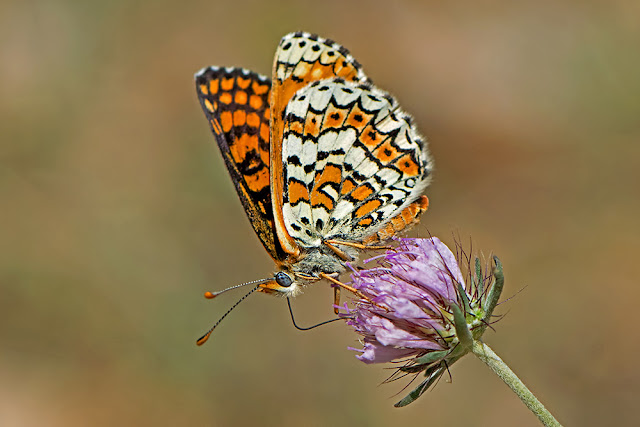 Melitaea cinxia the Glanville Fritillary butterfly