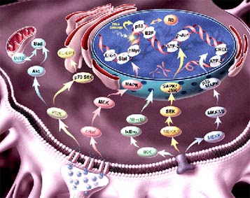 KOMUNIKASI ANTAR SEL - Biologi Sel