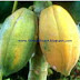 Checkout this Paw Paw Fruit (Papaya)