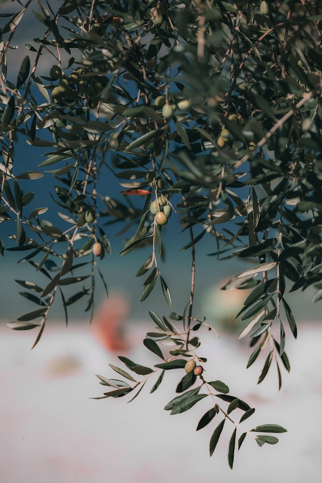 An olive story..History of olives & its production