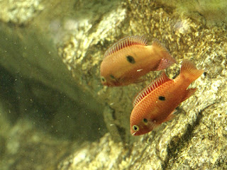 Photo de Poisson - Poissons non identifiés