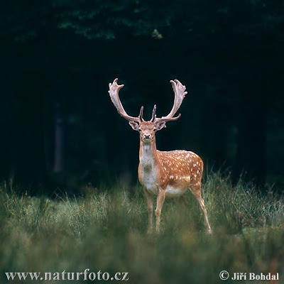 Forest Animals Deer Video Gallery Photo