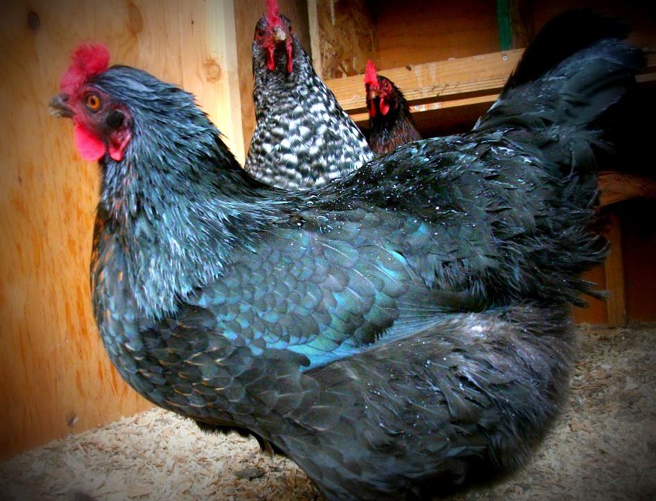 Lola is one of our Black Sex Linked laying hens. See the touch of 