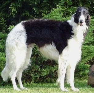 Borzoi Dog