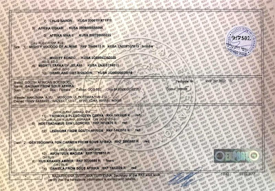 Сертификат на тигрового бурбуля суку Гаузу из нашего питомника Бейт А-Бурбуль Исраэль. Адрес сайта boerboelisrael.co.il
