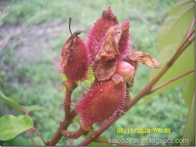 fruto do urucum