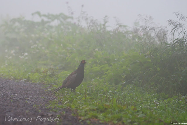 Pheasant in deep morning fog.