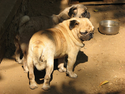 Wrinkly faced Pugs at breeding farm