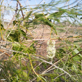 ASPARAGUS FLOWER - தண்ணீர்விட்டான் கிழங்கு பூ