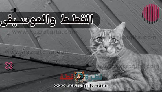 بحث عن القطط
