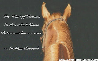 Inspirational Horse Quotes