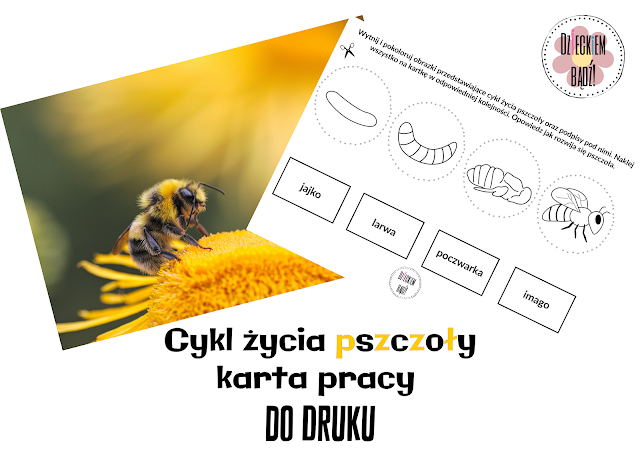 cykl życia pszczoły karta pracy do druku