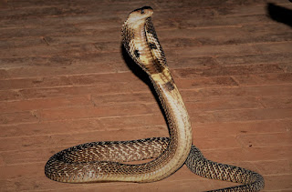 Nagdevata, Snake