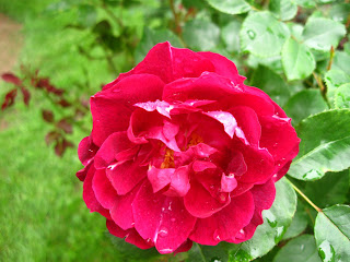 pink roses @Through the Wilderness