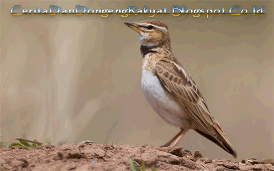 Cerita Binatang "Burung Lark yang Bersarang di Ladang Gandum"