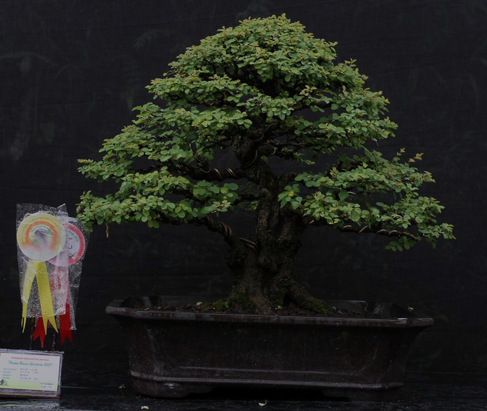 Bonsai Ileng-ileng/Mangsian