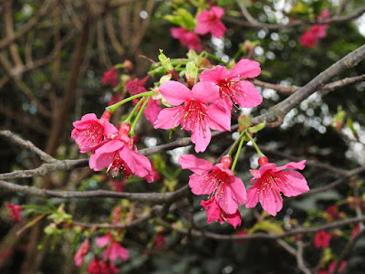 山櫻花的花