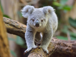 Koala - Top 13 Facts