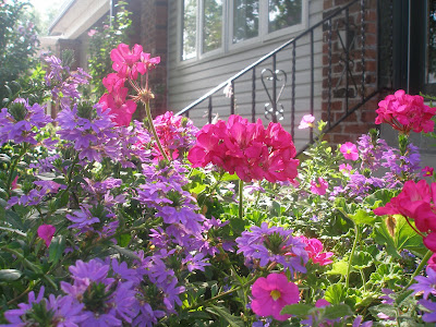 [Photo: Pelargonium NOID and Scaevola aemula.]