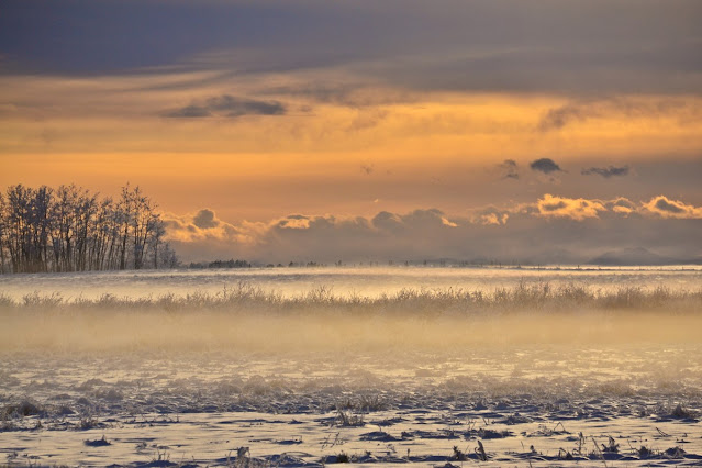 frost, trees, boreal forest, animism, cohanmagazine.blogspot.com