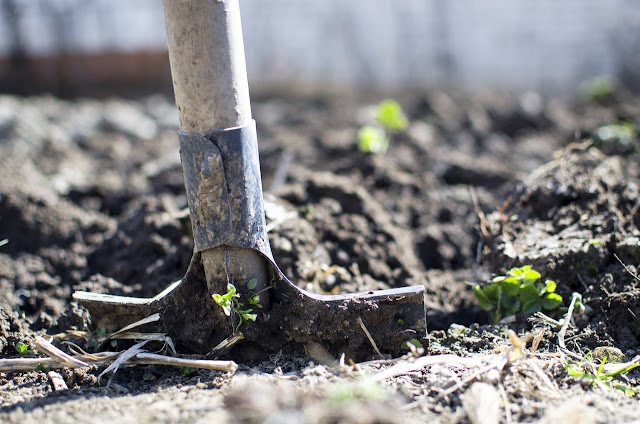 Shovel in the soil, gardening and farming, garden