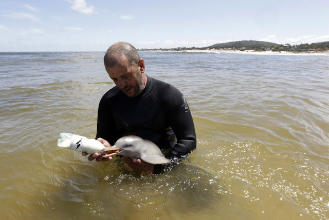 cute baby dolphin