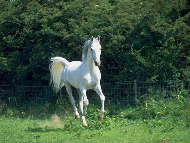 Beautiful Cute White Horse Pictures / Photos / Wallpapers / Running Horse