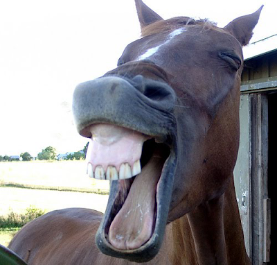 caballo riendo
