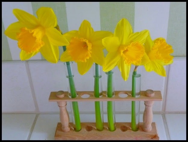 vignette daffodils 1