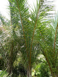 Ravenea rivularis - Palmier des rives - Ravénéa des berges