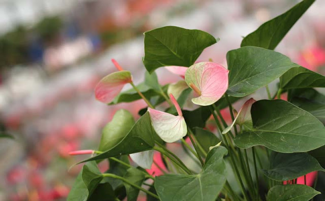 Anthurium Flowers Pictures