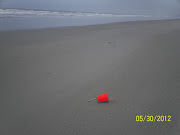 NORTH MYRTLE BEACH SEA TURTLE PATROL: May 2012