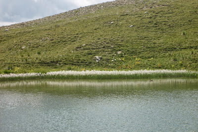canard au lac d'Agnel
