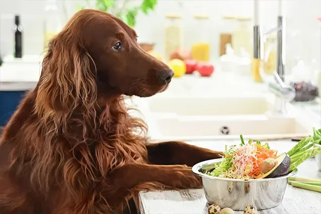 dieta barf per cani