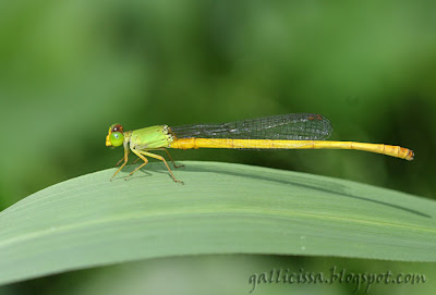 Yellow Waxtail Ceriagrion coromandelianum