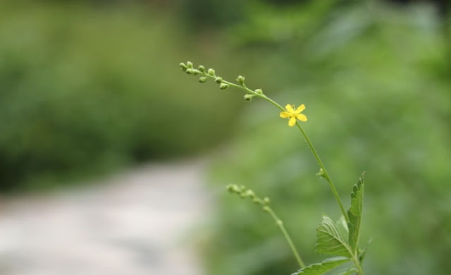 Agrimony Flowers Pictures