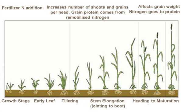 Wheat Farming/Processing on Business Plans and Feasibility Study Report  