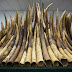 Poaching brings ivory price down in Far East market