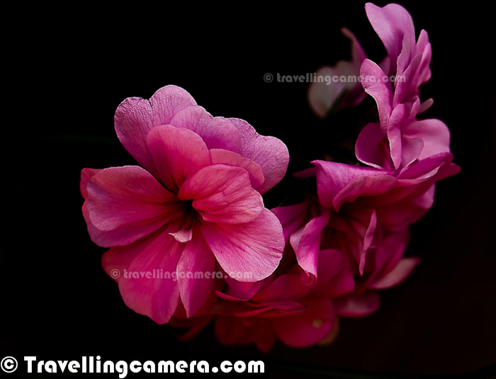 Today is day of Flowers with Black/Dark Backgrounds. The day started with a Facebook chat with one of my friends. He wanted to know the secrets of such shots where we see Flower with Black/Dark Photographs. Of-course, on Photo Journey we are not going to share various techniques to achieve it. This Photo Journey is more about sharing some of the photographs we have shared in different stories and have colorful flowers with Black/Dark background.In the bottom there is a link to know techniques to achieve such photographs, which are quite simpleThe First photographic result is mix of some shooting techniques and Post-Processing in Adobe Photoshop Lightroom.  But the photograph just above is not processed at all. This one was shot during one of my trips to Jim Corbett National Park and these flowers were there in the resort, where we were staying. If you see carefully, above photograph is showing back side of the photograph and direction of shooting this flower was one of the main requirement to get black background. If the question about 'HOW' is bothering you too much, then check out - http://bit.ly/GW3ywW and come back here :Above Photograph was shot during Noida Flower Show in 2010 and the original photograph was not properly shot. So above photograph has lot of Photoshop work and it's basically over-processed.Blacks are something which makes any photograph more appealing. Many times people ask - 'Last night I clicked some photographs at my daughter's birthday. What should I do in Photograph to make them better'. The very simple answer from my side is Levels and Blacks. Because, the way people think about Photoshop is not right. There is lot of subjectivity involved when we talk about Post-Processing a photograph in Photoshop. How such questions can have simple answer.If you are also interested in trying such photographs, just check out - http://bit.ly/GW3ywW. This article talks about each photograph you are seeing in this Photo Journey and talking about the basic approaches followed for these.