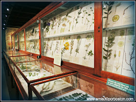 Las Flores De Vidrio del Harvard Museum of Natural History