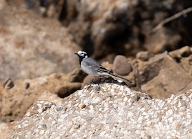 Moroccan Wagtail - Oued Massa, Morocco